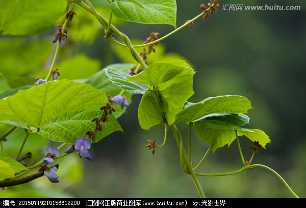 地瓜植物图片