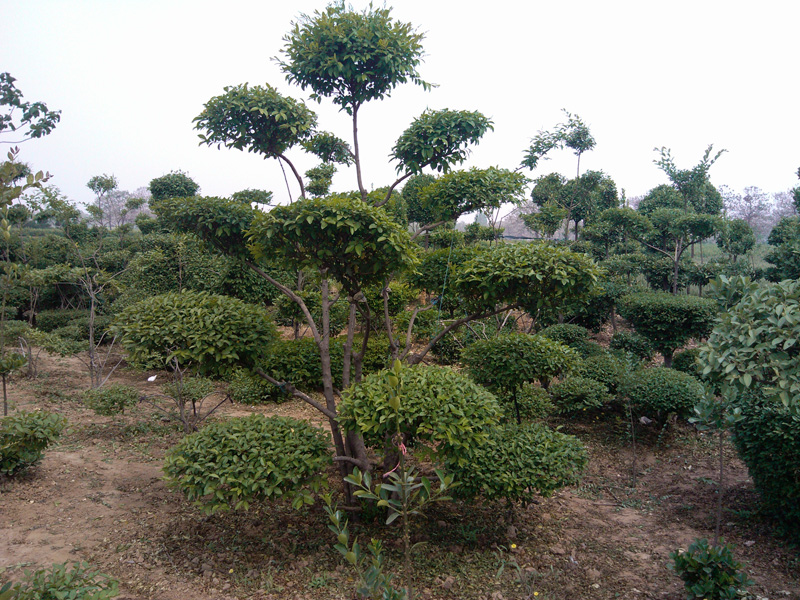 桂花,牡丹,红白玉兰等   造型类:造型黄杨,小叶女贞造型树,小叶黄杨