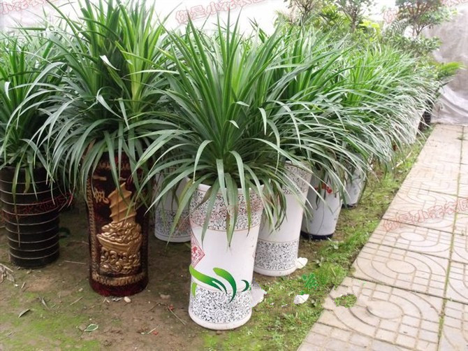 龙须树 多头龙血铁树 室内客厅大型植物盆景 盆栽绿植