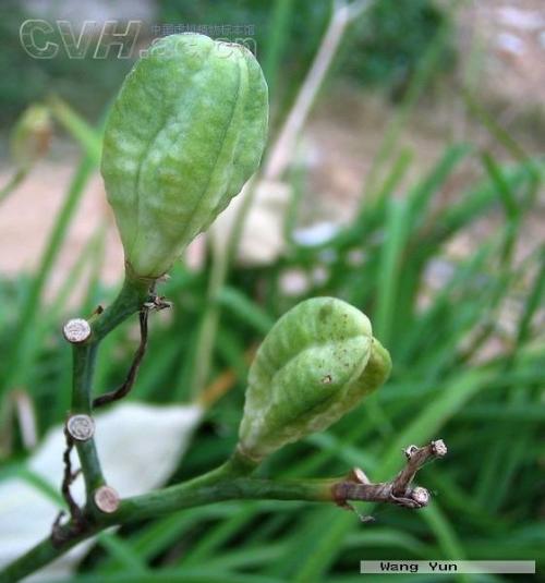 催奶药植物图片