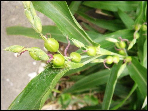 长薏米植物图片