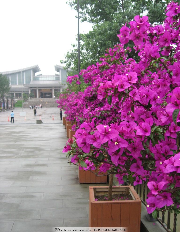 三角梅 春天 万紫千红 粉红色 旅游 摄影 风景 静物 花 花草 生物世界