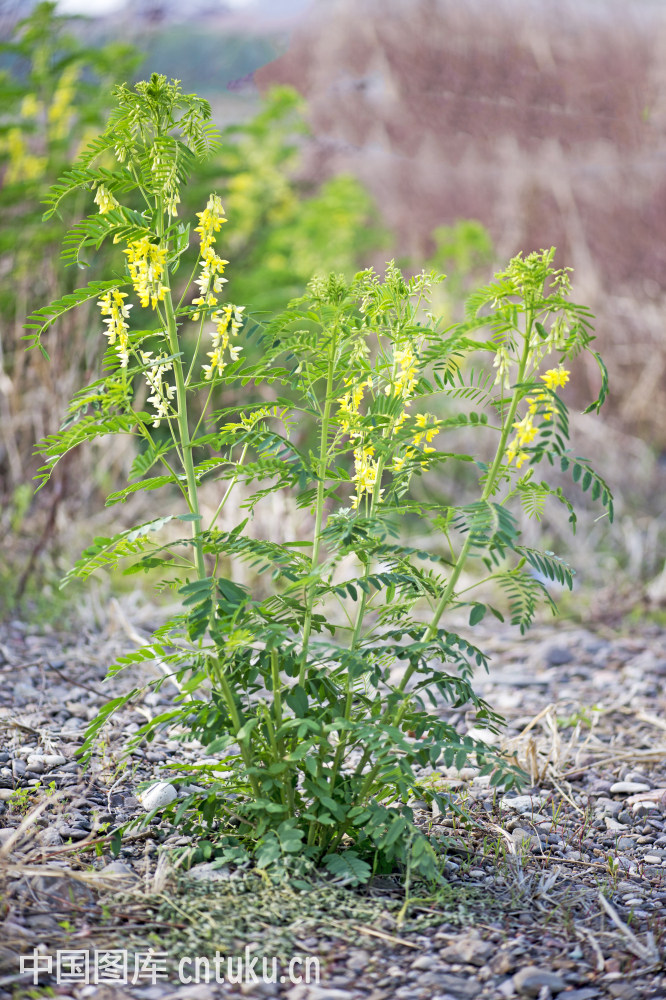 黄芪植物图片