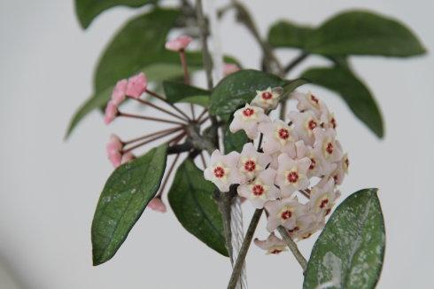 平日,我是不大摆弄花草的,倒是这奇特的吊兰花吸引了我.