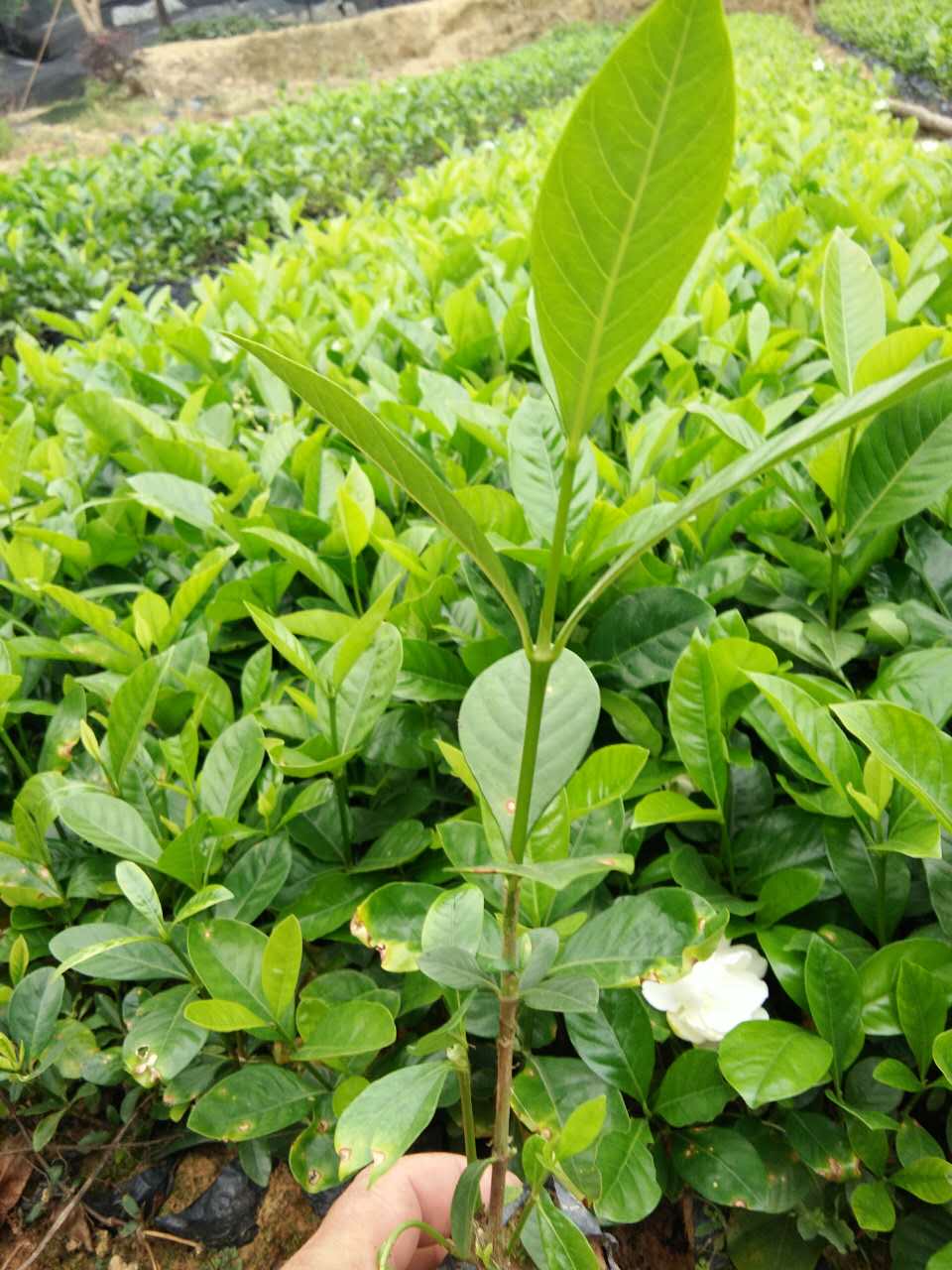 大叶栀子花