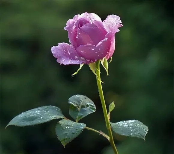 露水沾花红色月季花图片大全