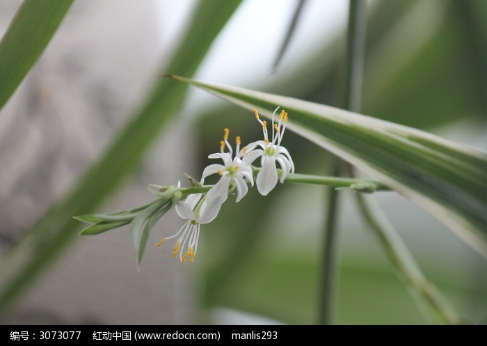 白色吊兰花兰花草