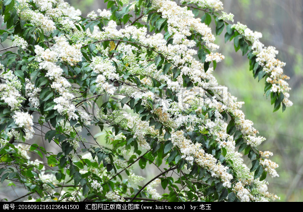 冬青花 