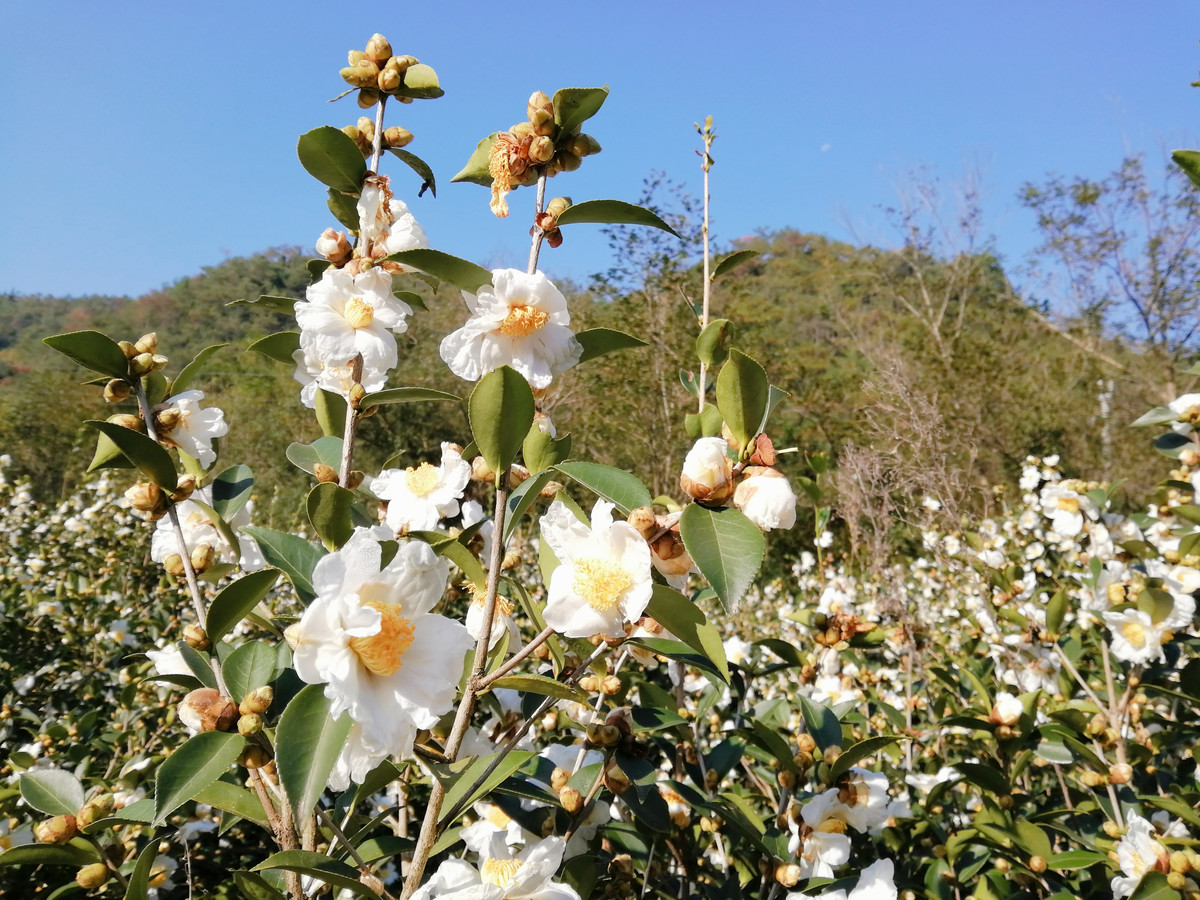 实拍白山茶花盛开图片大全