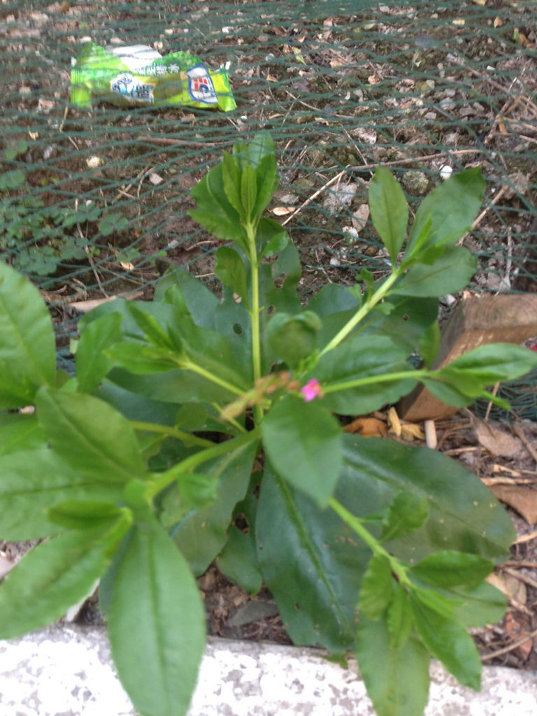 巴参植物图片