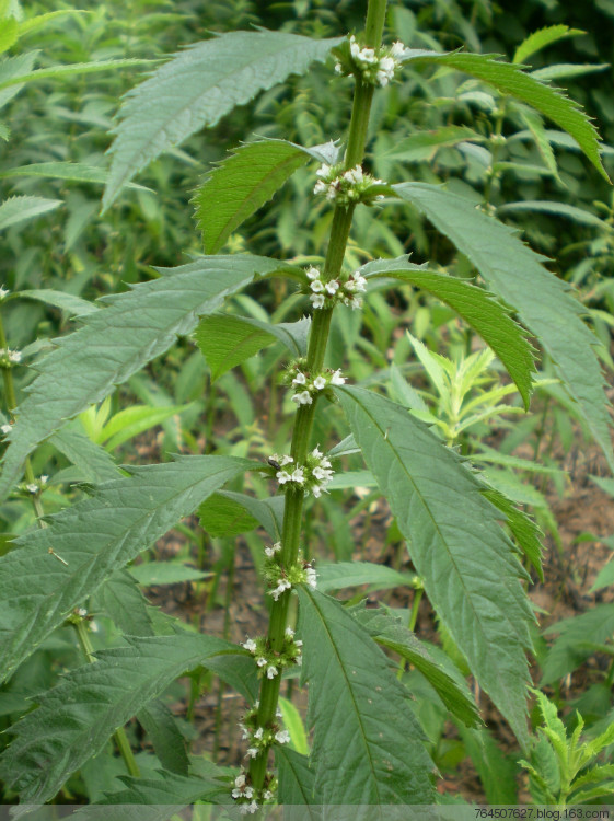 地参是什么植物图片