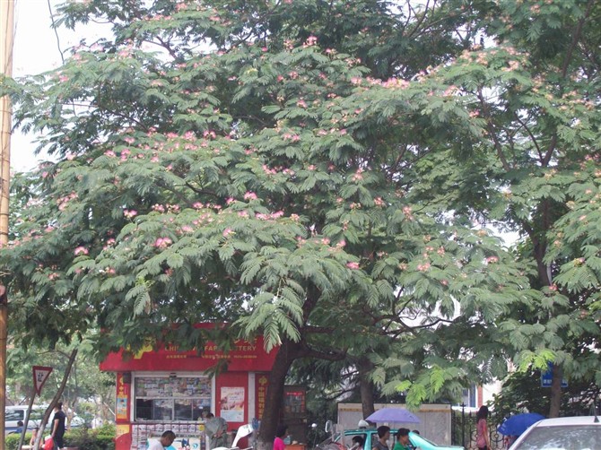 开满鲜花的树