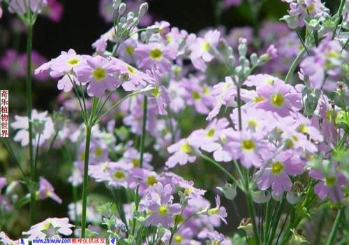 报春花图片_樱草图片欣赏|植物图片大全及名称