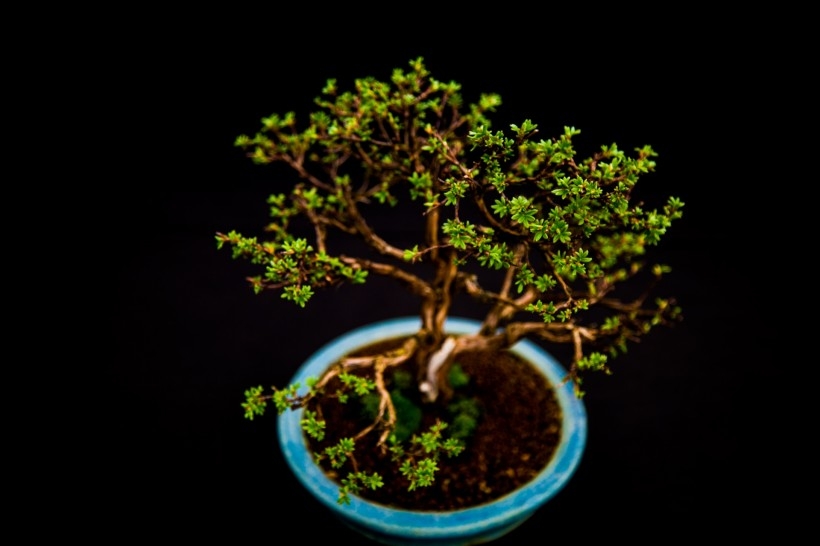 室内小盆景植物高清图片