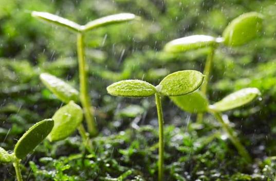 雨天植物图片