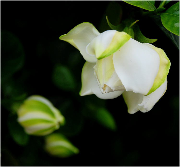 栀子花 