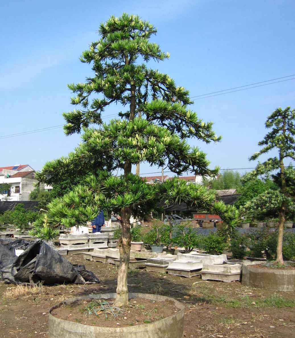 树木盆景 绿化造型罗汉松和五针松 榆树盆景