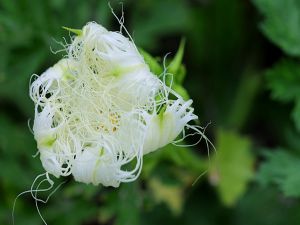 一组野生瓜蒌花图片大全