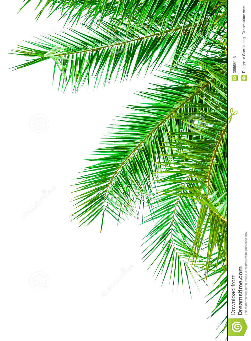 在白色背景隔绝的棕榈树叶子
