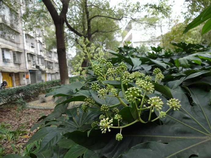 [转载]冬花也靓丽(十四)开花的八角金盘