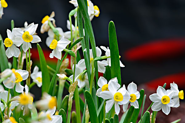 水仙花图片_水仙花图片大全_全景网