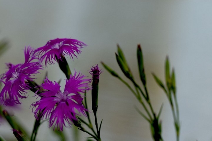 红石竹花_须苞石竹花图片欣赏