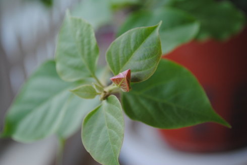 植物报告~大量减产~三角梅开花