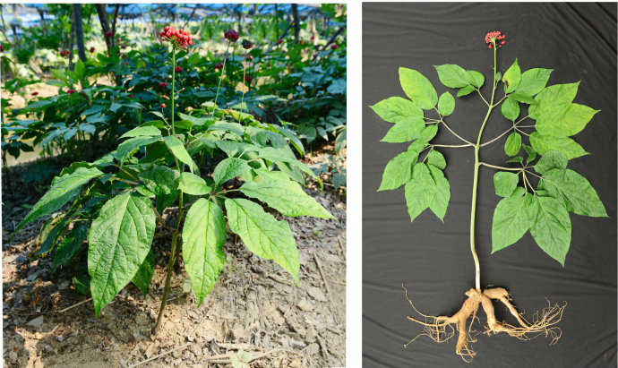 各种人参植物图片
