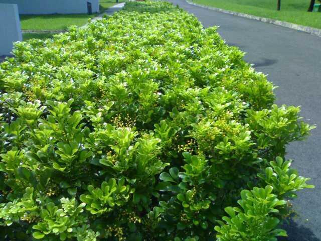 阳台开花植物 米兰花驱蚊子 四季常青花卉室内客厅绿植盆栽苗包邮