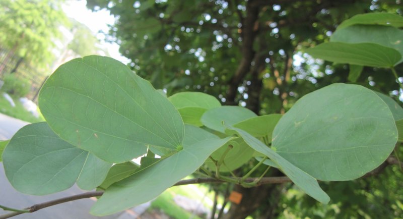 小椭圆叶子植物图片