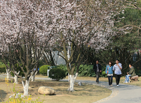 图为游人观赏海韵园盛开的紫叶李.    (孙红军 摄)