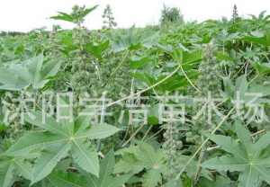 水培中草药植物图片