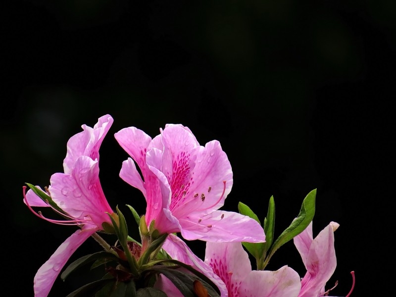 枝头粉色杜鹃花图片欣赏