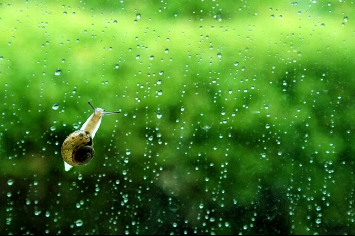 雨天植物图片