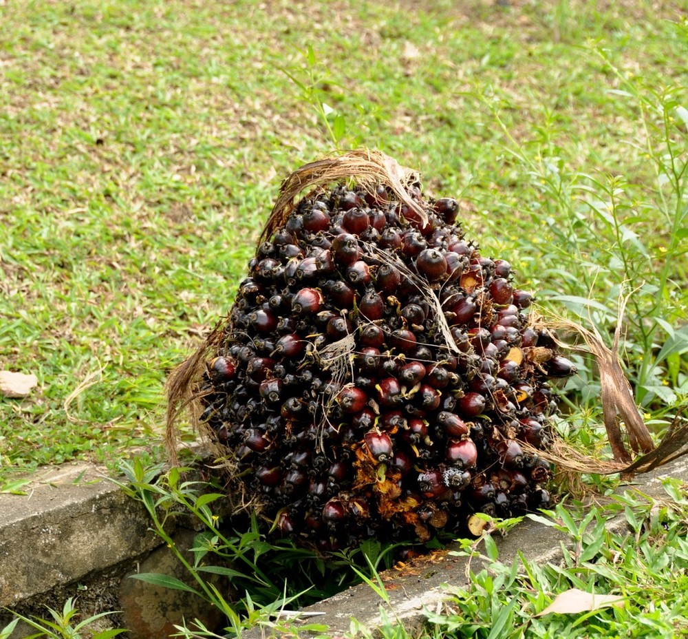 6p,棕榈树果实,他们用果实榨取油,油可以食用