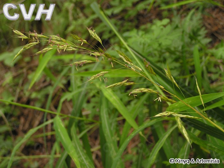 禾木科植物图片