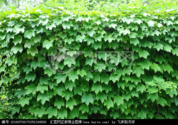 藤蔓植物垂下背景图片