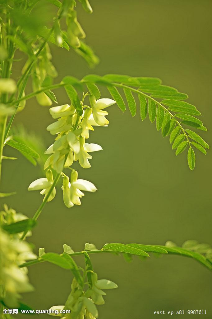 黄芪植物图片