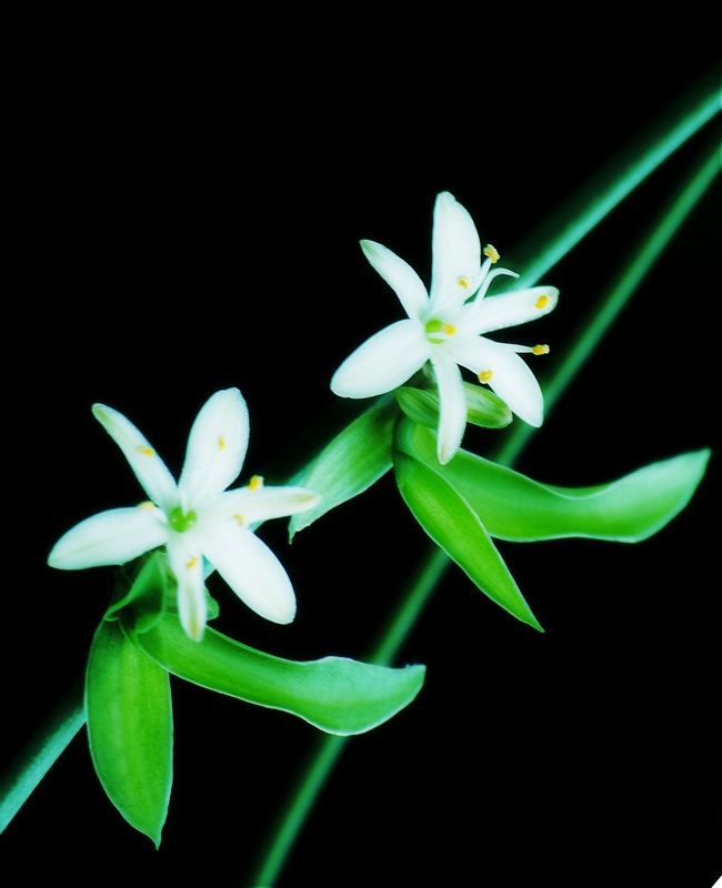 三朵小花——白色的吊兰花,很小的花