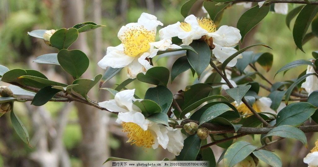 山茶花 茶花 白茶花 鲜花 山茶树 茶树 花草 生物世界 摄影 72dpi jpg