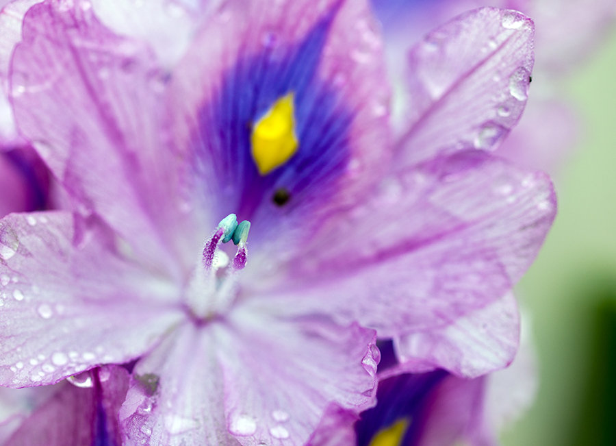 水葫芦花