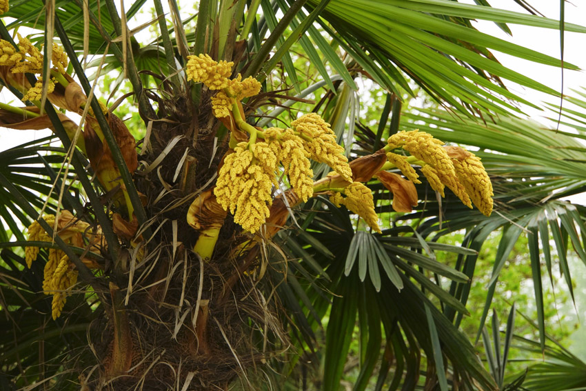 棕榈树花