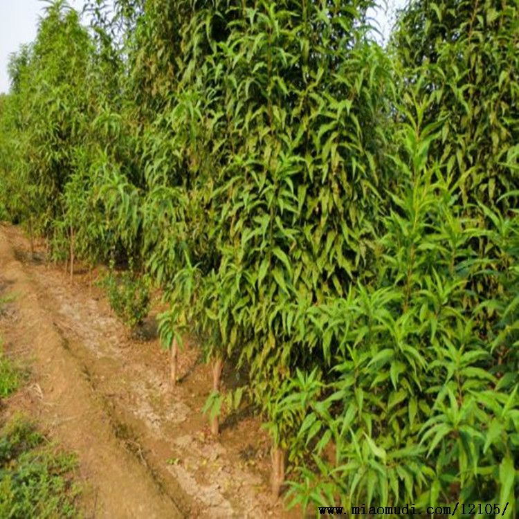 高原野生胎植物图片