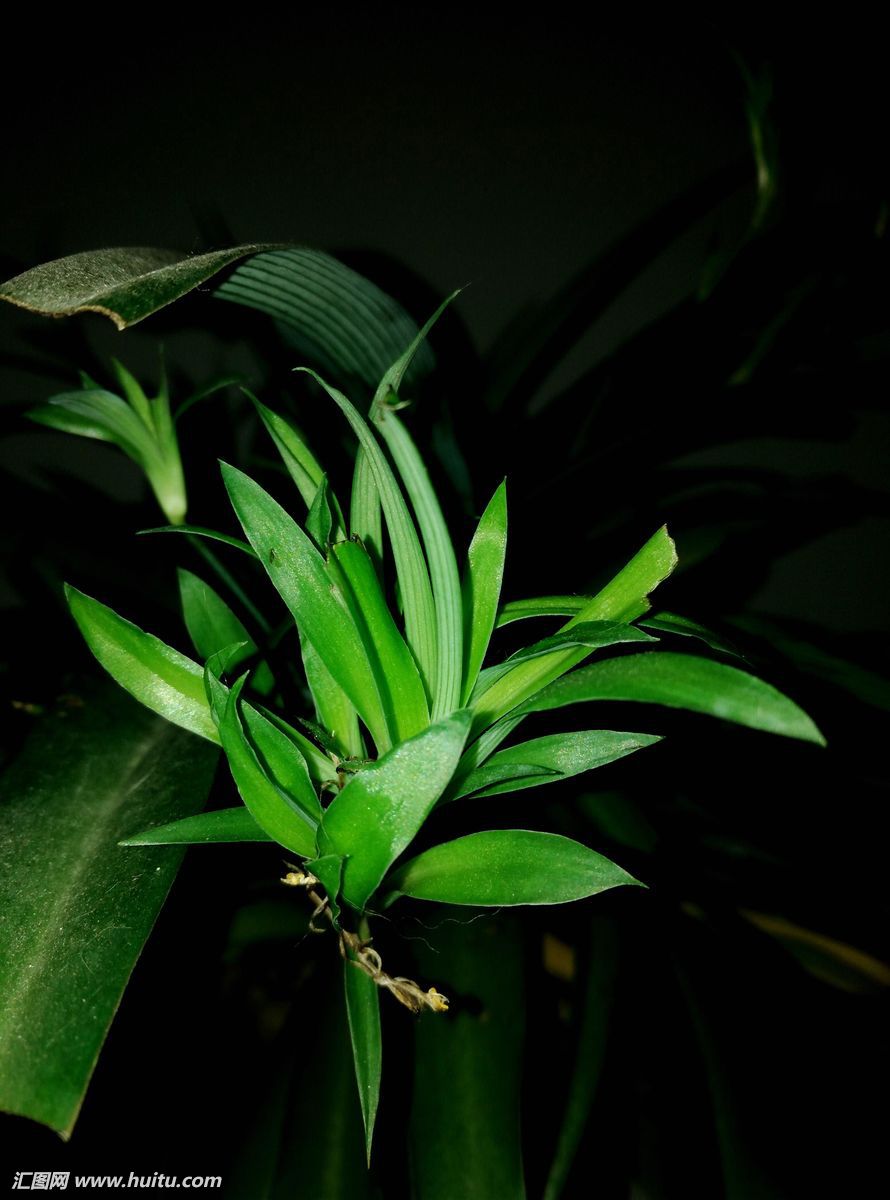 吊兰,植物,花卉,微观,特写,盆景,吊兰花,盆栽