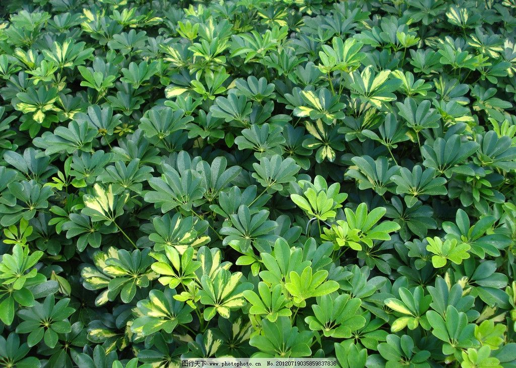 鹅掌柴 摄影 生物 植物 花草 树木 树叶 观赏 园艺 绿化 鸭脚木 伞树