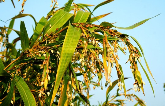 薏米原植物图片