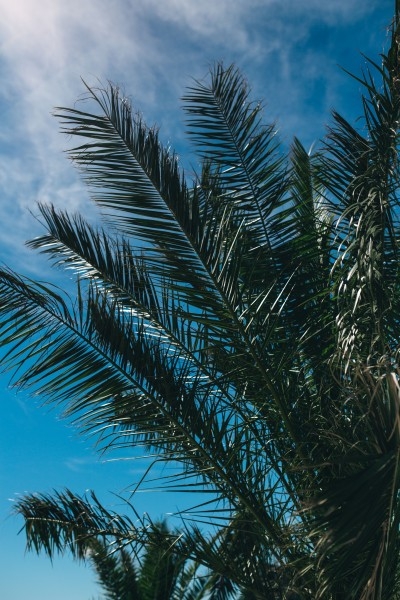 阳光下的棕榈树叶子风光图片