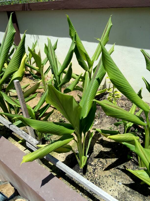 田七植物的图片