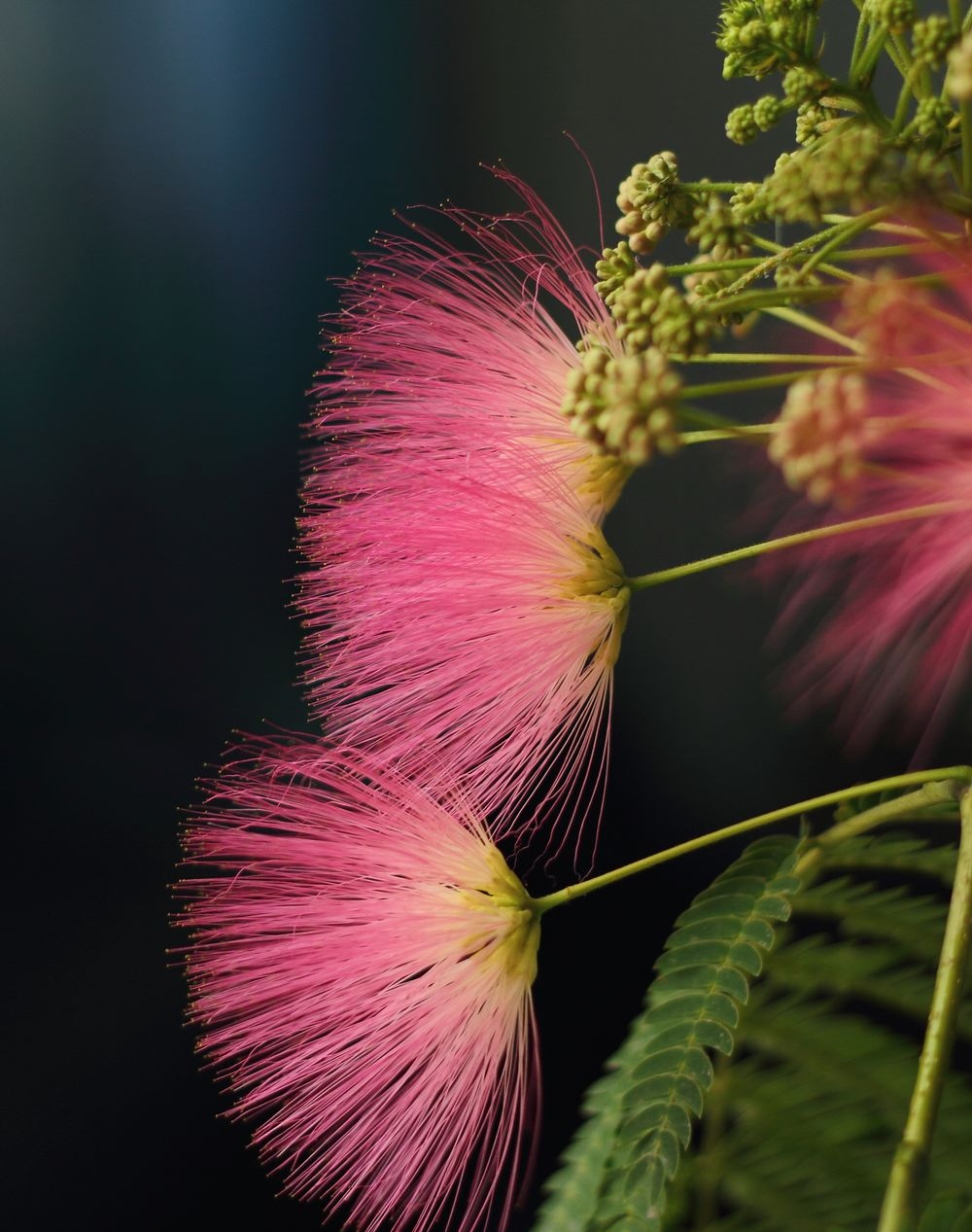 合欢花(拉丁学名:albizzia julibrissin durazz.