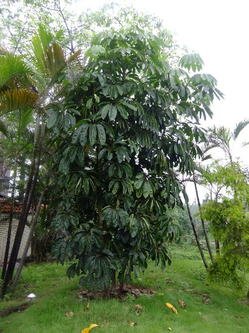 拉丁学名: schefflera macorostachya 别称; 昆石兰遮树,澳洲鸭脚木